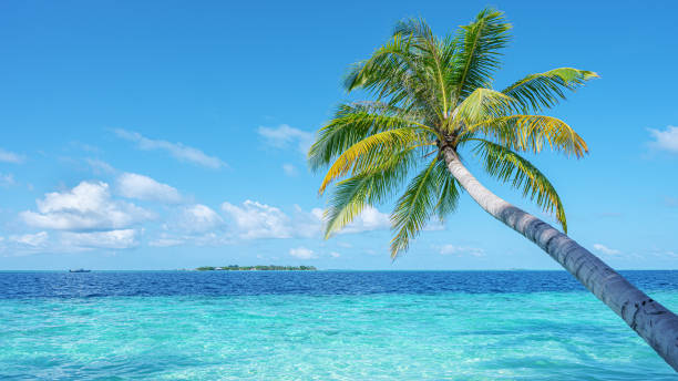 istock Coconut palm tree and beautiful turquoise sea on tropical paradise beach 2191424329