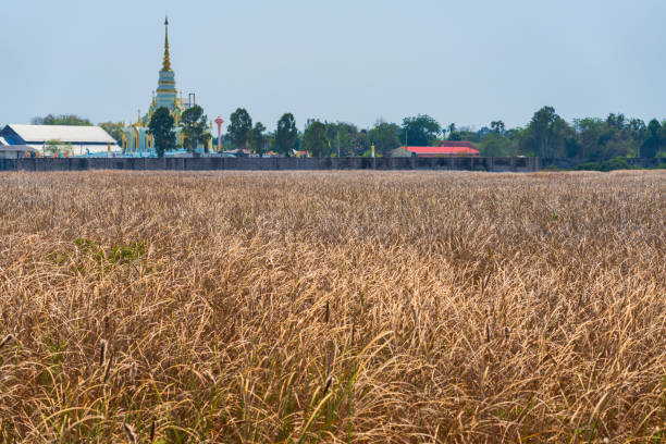 A vast expanse of dry, golden grass stretches out before a low wall, behind which a small village or town is visible. The village is characterized by a cluster of buildings, including a prominent, white and gold-trimmed pagoda with a pointed spire, a few simple houses, and a few trees. The sky is a clear, pale blue, and the scene is bathed in the soft light of a sunny day. The focus of the image is the field of grass, which creates a sense of tranquility and vastness.