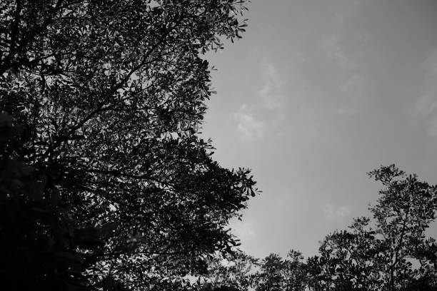 istock Silhouettes of Tree Branches Against a Calm Evening Sky in Monochrome 2191426191