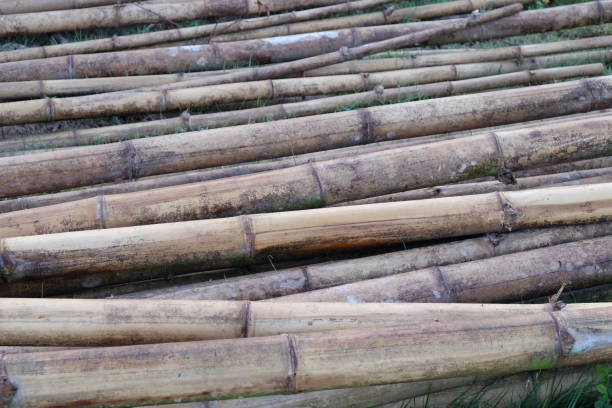 istock Stacked Bamboo Poles Lying on Grass in Close-Up Rural Setting 2191426237