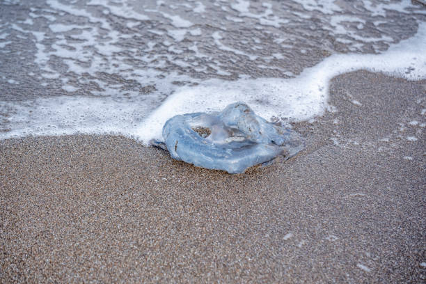 A jellyfish is laying on the sand. The jellyfish is white and has a blue center