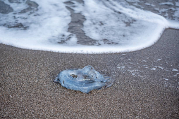 istock A jellyfish is laying on the sand 2191427193