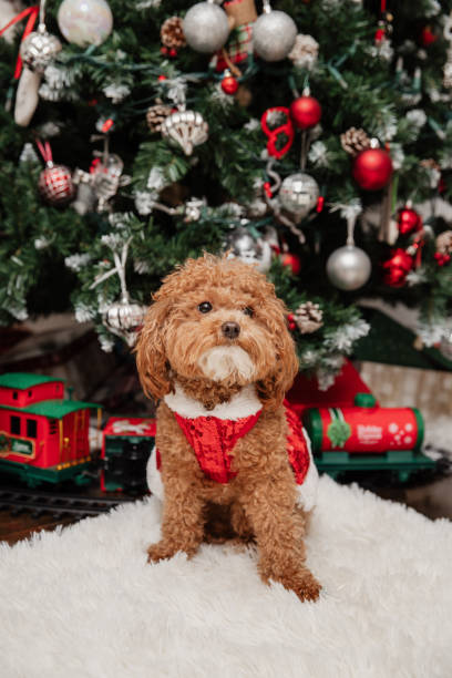 istock Curly-haired dog with a red bow tie and a Christmas tree in the background. 2191427759