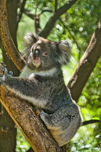 istock Adult koala resting in a eucalyptus tree 2191429256