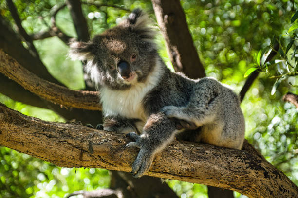 istock Adult koala resting in a eucalyptus tree 2191429261