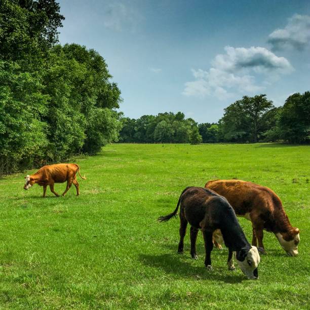 istock 3 cows in the field 2191430045