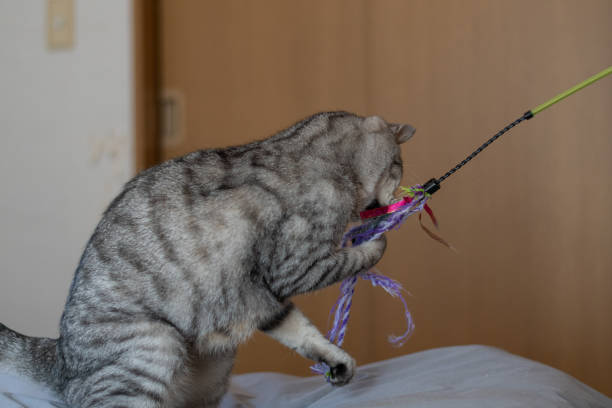 istock Cute cat playing with a toy 2191430137