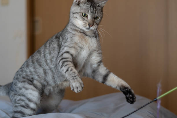 istock Cute cat playing with a toy 2191430145