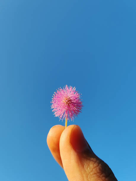 istock Mimosa plant flower 2191430351