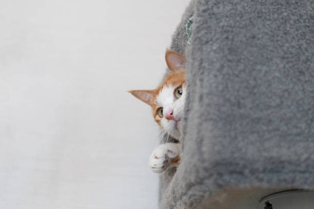 istock A cute cat peeking out from a cat tower 2191430366