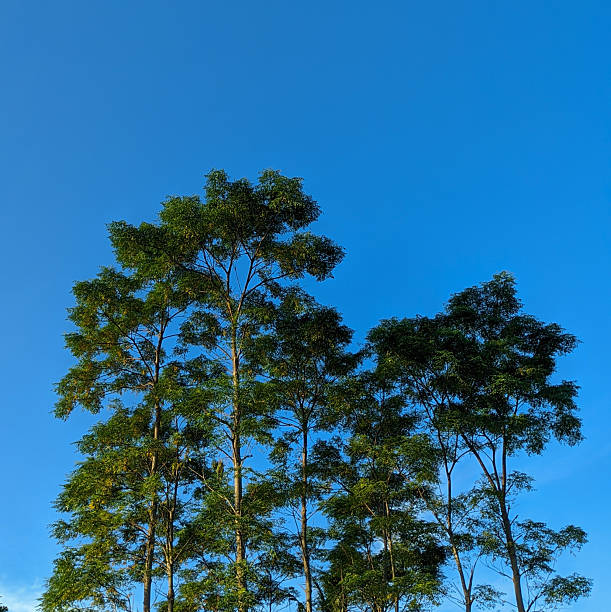 istock shady green trees with a clear blue sky background 2191430665