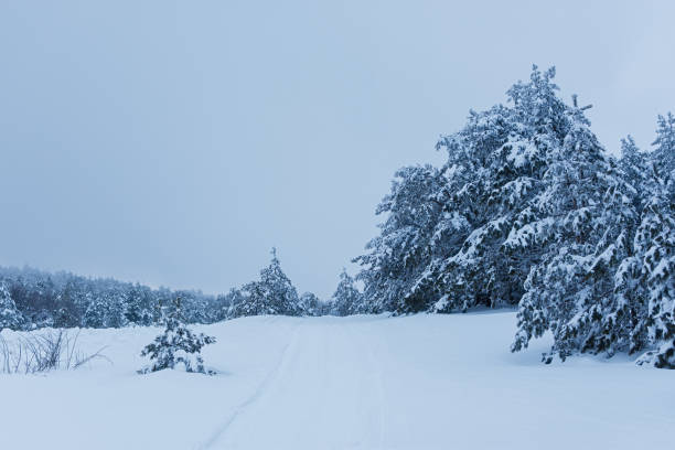 istock Panorama of winter landscape with snow-covered pine forest 2191431047