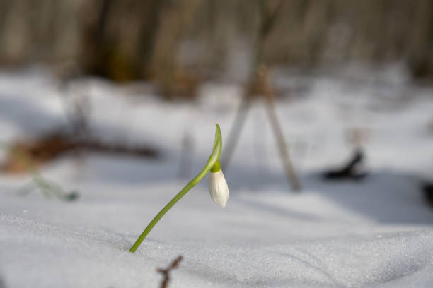 Snowdrops Galanthus nivalis close-up in the winter forest. Beautiful first spring flowers make their way through the snow. Blurry background, shallow depth of field. Macro, selective focus, copy space