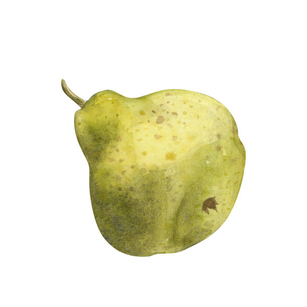 Packham Pears Ripen 90+ Packham Pear Stock Photos, Pictures & Royalty-Free Images - iStock