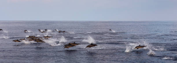 istock A pod of dolphins gracefully swims through the deep blue ocean, creating ripples and splashes. 2191432331
