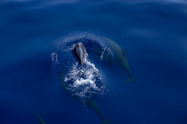 istock A pod of dolphins gracefully swims through the deep blue ocean, creating ripples and splashes. 2191432350