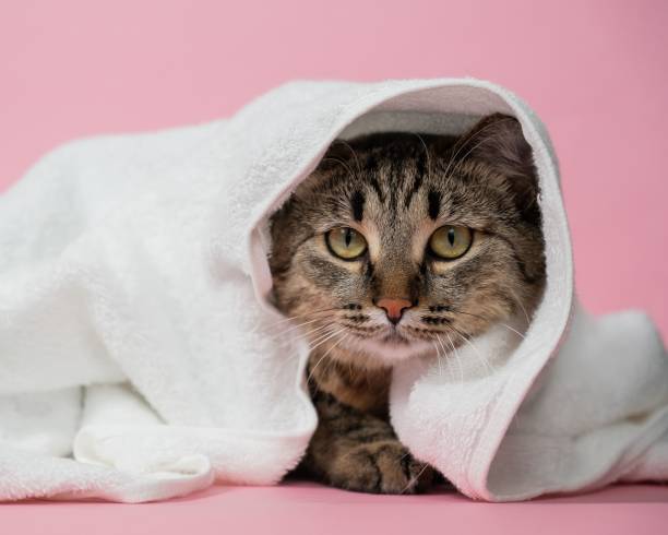 istock Striped cat wrapped in a white towel on a pink background. 2191432492