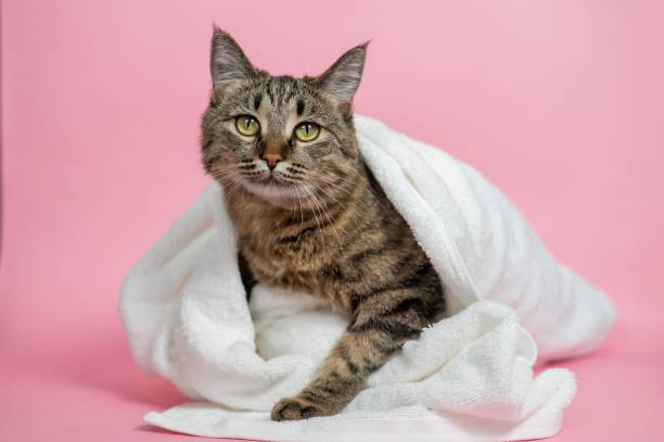 istock Striped cat wrapped in a white towel on a pink background. 2191432542