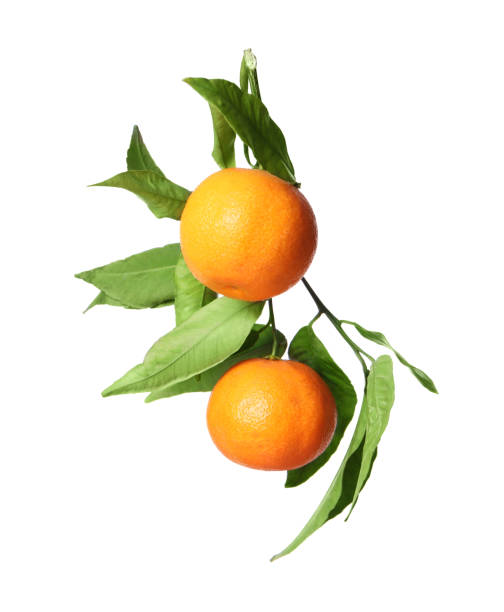 istock Fresh tangerines with green leaves isolated on white 2191432672