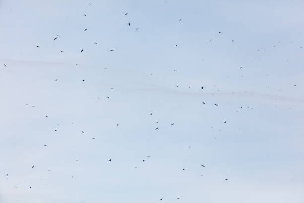 A flock of birds flying in the sky