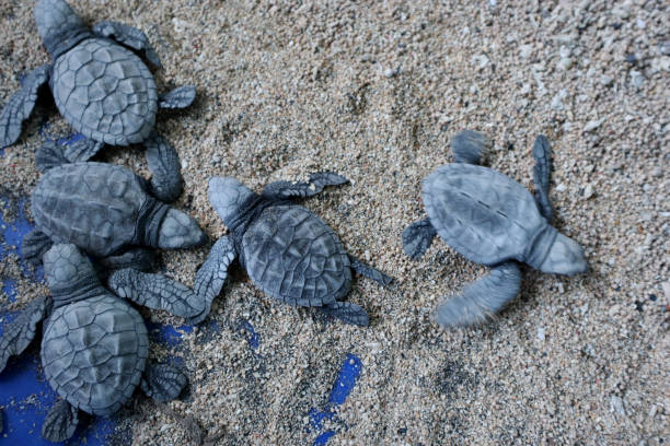 istock Close up of Sea Turtle, at the turtle conservation 2191434566