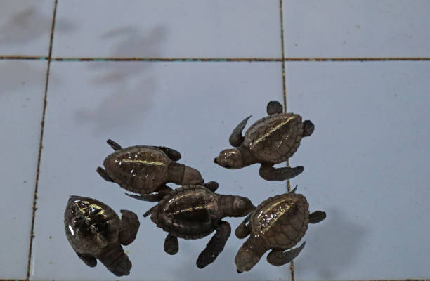 istock Close up of Sea Turtle, at the turtle conservation 2191434571