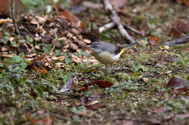 istock Wild bird in the snow: Wagtail 2191435436
