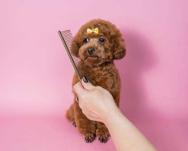 istock Woman combing a cute poodle on a pink background. 2191437868