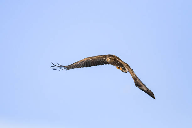 istock Immature White-Tailed Eagle Soaring Gracefully in Clear Sky, Kushiro, Hokkaido, Japan 2191437894