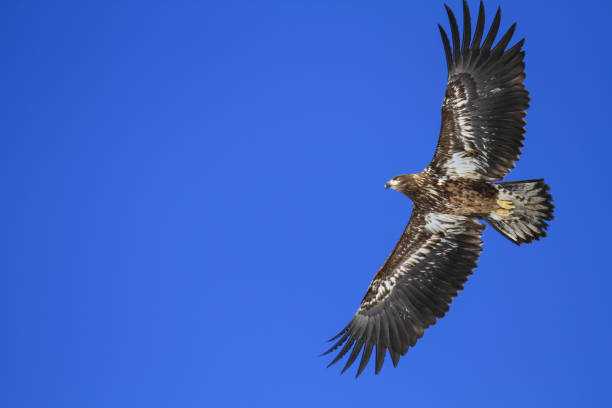 istock Immature White-Tailed Eagle Soaring Gracefully in Clear Sky, Kushiro, Hokkaido, Japan 2191437982
