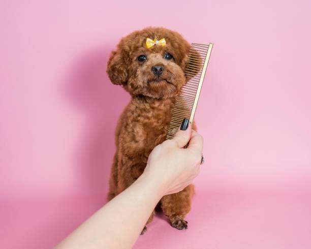 istock Woman combing a cute poodle on a pink background. 2191438012