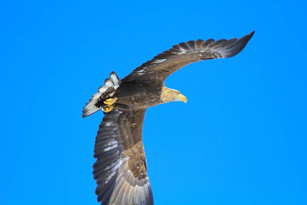 White-tailed eagle or sea eagle (Haliaeetus albicilla) hunting for fish in a fjord near Vesteralen island in Northern Norway.