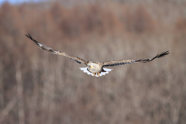istock White-tailed Eagle Flying Directly Towards the Camera, Hokkaido, Japan 2191438159
