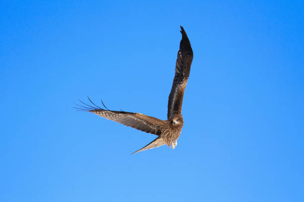 Japan Wildlife