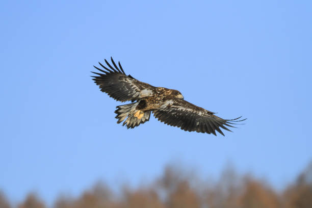 istock White-tailed Eagle Soaring in a Clear Blue Sky, Hokkaido, Japan 2191438215
