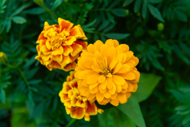 istock Marigold flower in the garden 2191438421
