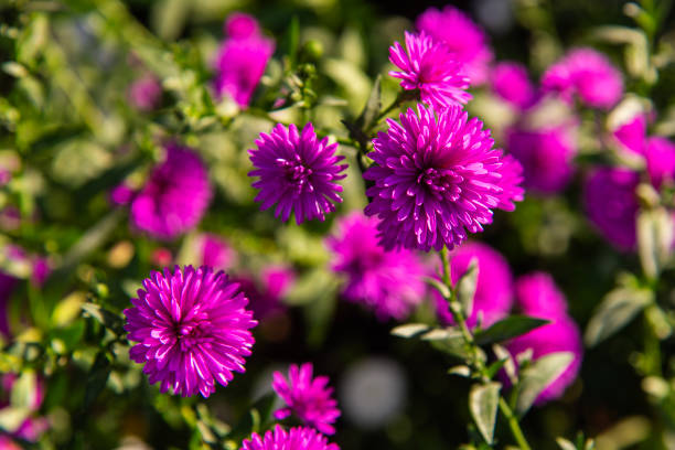 wildflowers