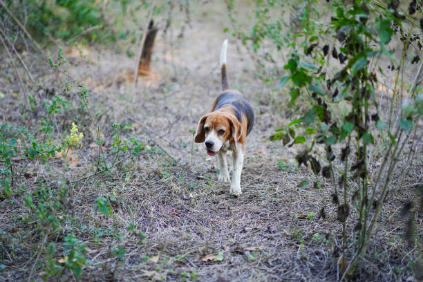 istock An adorable beagle dog is walking in the forest. 2191439096