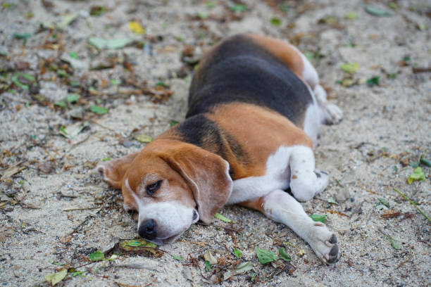 istock A cute tri-color  beagle dog lying on the sand. 2191439210