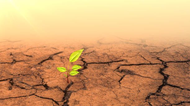 istock Plant Close-up on Dry Soil Renewable Energy 2191439608