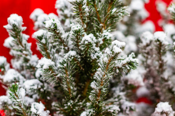 This is a photograph of two evergreen trees covered with snow in Brooklyn, NY with a white sky on a winter day.