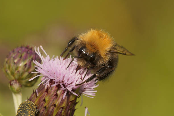 istock Closeup on a worker tree bumblebee, Bombus hypnorum on a purple thistle flower 2191442082