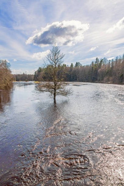 Flooded river with a single tree in the water at springtime