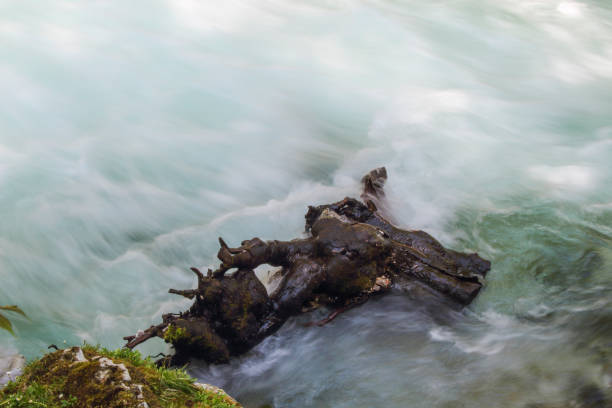 Mountain river and fresh clean streams of water running through the forest. Green color. Big tree roots in the stream.