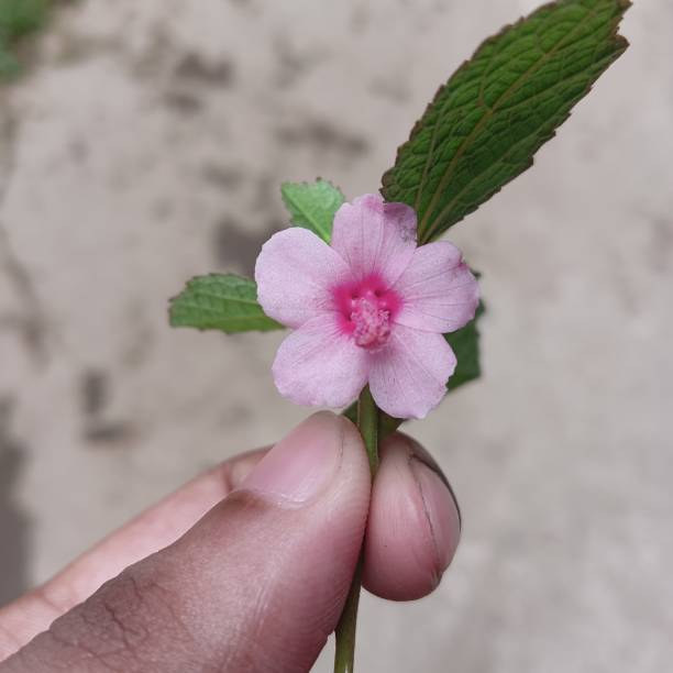 istock A close up of a pink colour flower. 2191445190