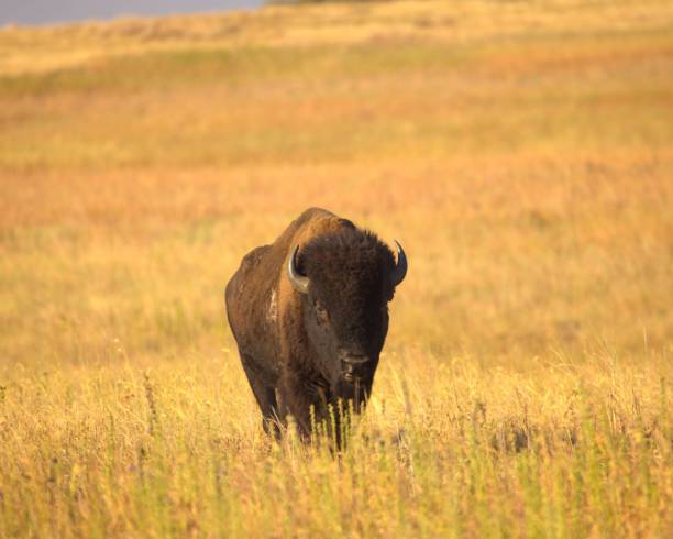 istock Majestic bison in a golden prairie. 2191445811