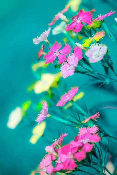 Flower Series : Colorful Dianthus flowers with blurred floral background. Pink flowers in spring at Chiang Mai Province. Closeup of pink and white Dianthus flowers.