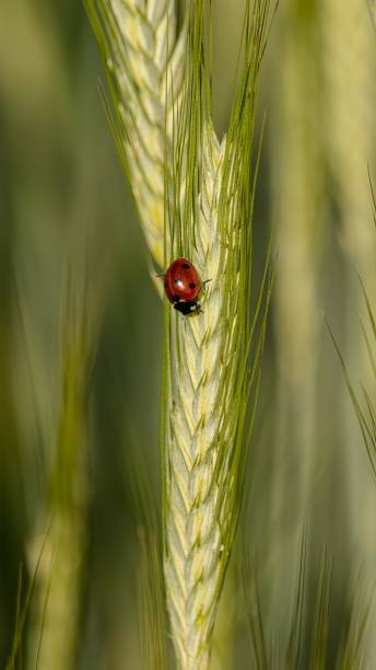 istock Vibrant ladybug perched on a green wheat stalk in a sunlit field. 2191447606