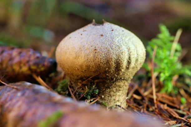 istock Brown Puffball Mushroom Close-Up 2191448040