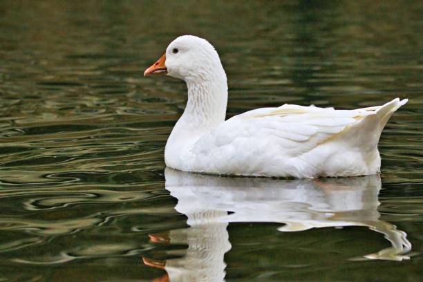 istock Serene white duck on a calm lake 2191448099